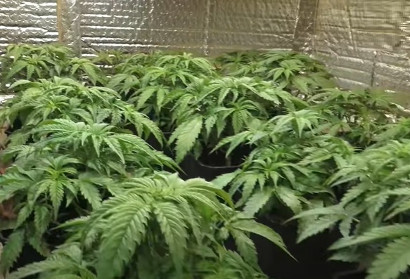mejor fertilizante crecimiento marihuana